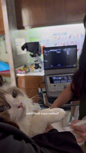 320K views · 9.4K reactions | Normal ba ganito kadami kittens sa first time?  (Check Up Day ni Wyn) | Shang Pooches | Facebook