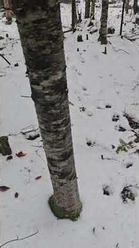 Tracking big bucks in Maine