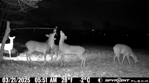 2.9K views · 13 reactions | 歷Girls Just Want to Have Fun 歷 Check out these ladies working the BuckBranch Mock Scrape System Start seeing more deer today. Learn more at BuckStik.com #DeerHunting #BuckBranch #workit #deer #whitetail #lickingbranch #preorbital #archery #buckstik | BuckStik | Facebook