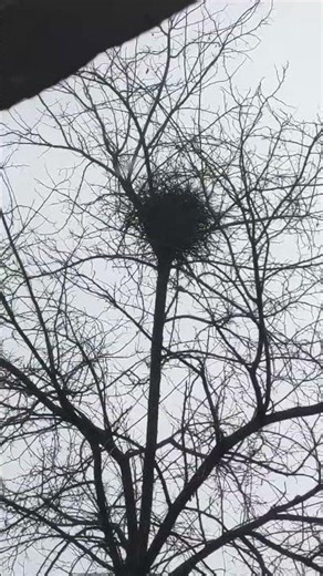 Там туман и сороки пани котику Ластёнка дразнят ) #оле7 #cat #котофейка #ластёна #животные #видосы