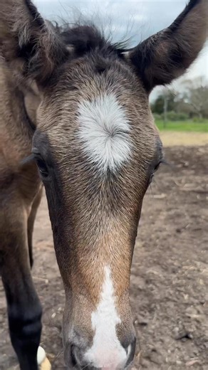 Very relieved mumma is ok after a vet check today. No tears, infection or retained pieces of placenta. Just some paid meds to make her more comfortable as she had some bruising from birthing such a big overdue foal. Omg I am in love 🥰 | Elouera PRE/Andalusian, Iberian & Lusitano Stud