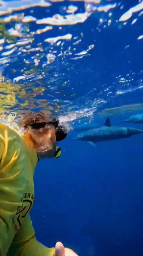 Swimming with wild dolphins 🐬 Only filmed yesterday, the guests onboard Wavelength Reef Cruises had a beautiful close encounter with these dolphins at Opal Reef. Wild dolphins like these are fully in control of the interaction. They can approach and stay for as long as they want, and with one quick tail movement, they can disappear back into the blue. How we believe all wild animal interactions should be on the Great Barrier Reef. 🎥 Master Reef Guide Tahn Miller IG: www.instagram.com/tahnmille