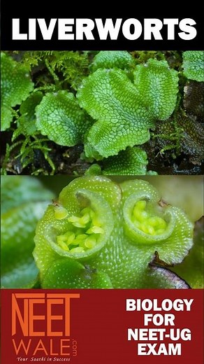 Liverworts | Plant kingdom | class 11th Biology for NEET-UG EXAM | #science #biology #neet