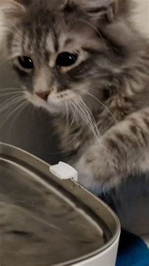 How to clean your cat’s water fountain ⛲️