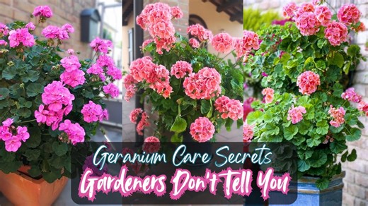 Growing Beautiful Geraniums: Simple Tips for Starters