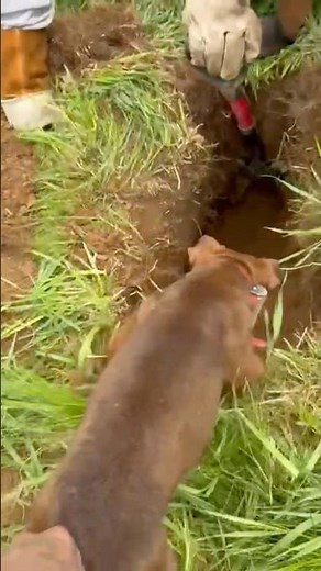 Aggressive groundhog grabbed by dog #trending #viral #nature #youtubeshorts #short #dog #hunting #it