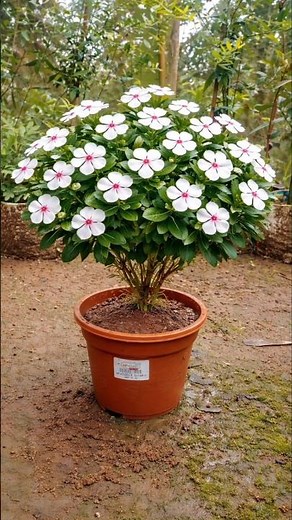 Grow White Nayan Tara Fast 🌼 Best Rainy Season Planting Trick