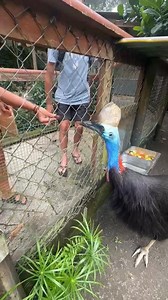 Feeding the Cassowary his favourite snack grapes 🍇 in Kuranda Birdworld Cairns. | Ian Cocks
