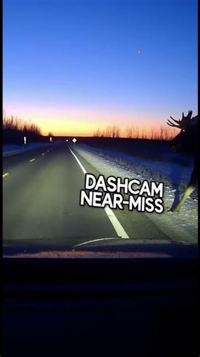 This moose almost ended it all! 😱