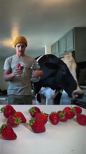 Trying baking a cake with Bruce in the kitchen #cow #brucethecow #farm #snack #animals