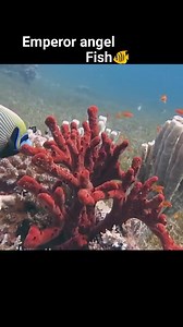 Emperor angel fish 😍🐟 #angelfish #HolidaySeason #holiday #oceanlife #reels2024 #naturereels #explore #OceanWonders #redsea | Red Sea Diving