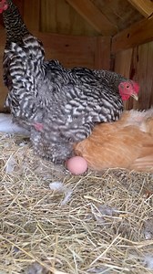 1.6M views · 9.2K reactions | Hardworking hen laying an egg 諸 凉 #backyardchickens #chickenlover #followersreels #fyp #Lovely #favorite #dailylife #egglaying #chickens #barredrock #chickencoop #followersreels #animals #nestingbox #adsonreels #goviral | My lovely Animals | Facebook