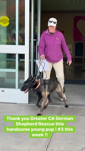 Thank you for helping us save doggie lives 💜 Greater California German Shepherd Rescue | Bradshaw Animal Shelter Paws in Need