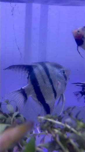 #angelfish #exoticaquariumfish #fishkeepinghobby #fishkeeping #aquariumfish #aquascapegallery #view