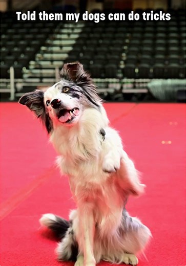 SuperDogs Amazing Tricks at KDays Event