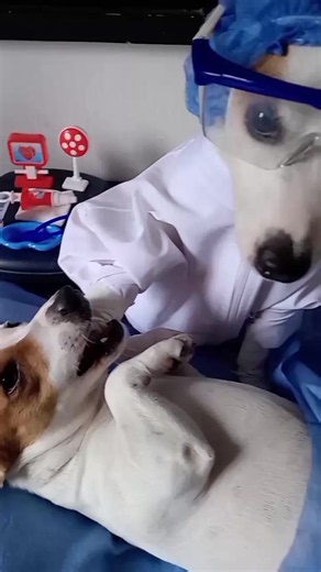 #BRUNO Y MAILO#MEDICO ODONTOLOGO#CON EL PACIENTE#JACKRUSSEL | jack russell