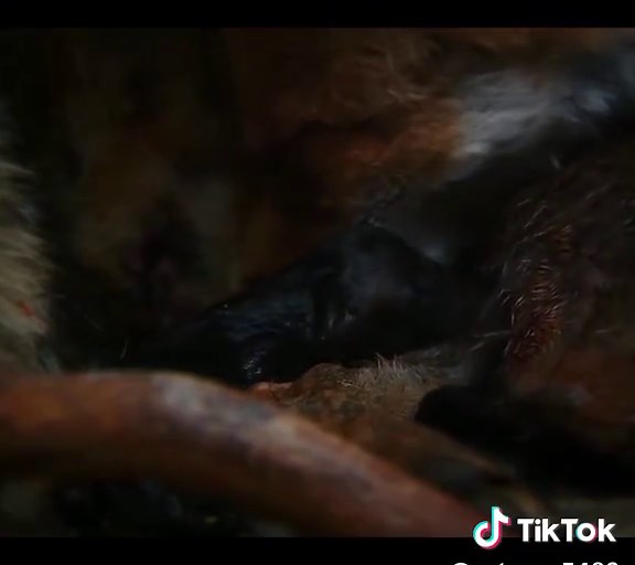 Дика природа весною: Лисиці та їх потомство