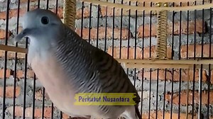 174K views · 4.5K reactions | Video pancingan perkutut lokal gacor suara istimewa. #perkututlokal #Perkutut ##Katuranggan #perkututlomba #perkututjuara | Perkutut Nusantara | Facebook