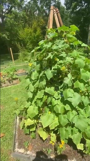 Cucumber Teepee Trellis Update #veggievet #youcandoit #vegetables #gardening #garden2024