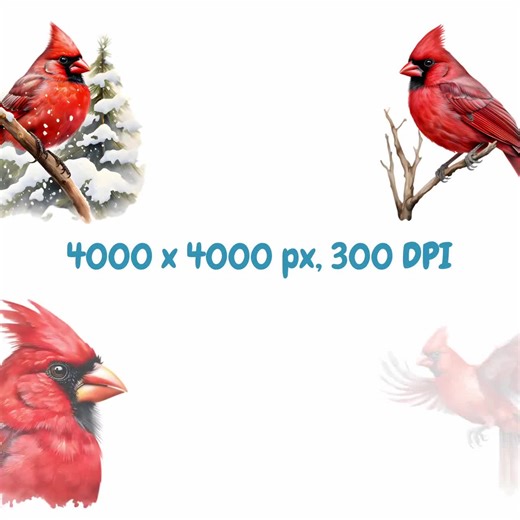 Watercolor Cardinal Clipart Bundle, Winter Birds Clipart, Cardinal Illustrations, Transparent PNG Graphics, Commercial Use - Etsy