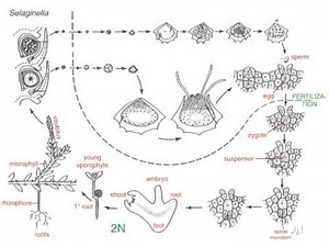 Lycopodium versus Selaginella life cycles