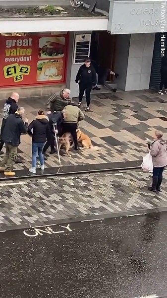 Moment dog owners intervene in brawl by punching and kicking