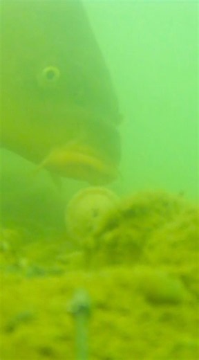 Fischkeks-Montage auf Karpfen #youtubeshorts #fishing #karpfen #fischkeks #Waterwolf #boatman