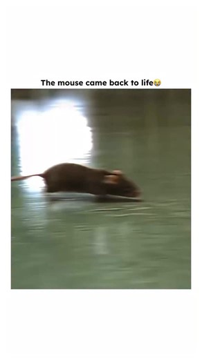 Zyflic Clips on Instagram: "He saved the mouse😭🫶 🎬The Green Mile (1999) Genre Drama • Fantasy • Crime Runtime 3h 9m * Rating Around 8.6/10 Overview Set in a 1930s death-row prison, the story follows guard Paul Edgecomb, whose life changes when he meets John Coffey — a gentle giant with a mysterious, supernatural gift. As executions continue along “the green mile, “ Paul begins to question justice, mercy, and the true nature of miracles. Why It’s Loved • • Deeply emotional and unforgettable st