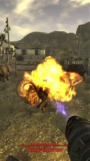 Homemade Flamer Fuel is super easy to make once you find a steady supply of Maize #fallout #newvegas