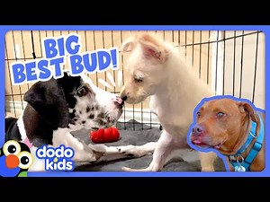 Giant Pups Love Their Teeny, Tiny Pals | Dodo Kids | Animal Videos