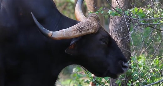 36 reactions | The gaur, also called the Indian bison, is at risk of...