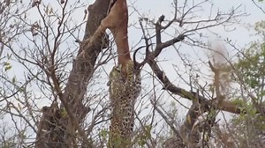 540 reactions · 122 shares | WILDLIFE VIDEO CLIP COMPETITION 2021...