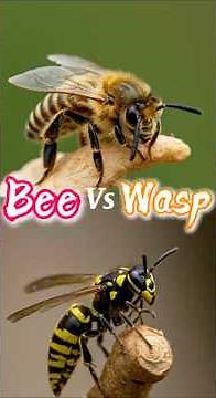Bee Vs Wasp | What’s The Difference? #animals #animallife #animalmaze #wildanimals #wildlife #bee