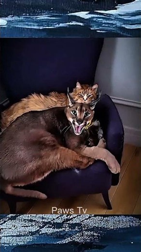 Cats with Terrifying Voices! 😨🔊 #shorts #scarycats