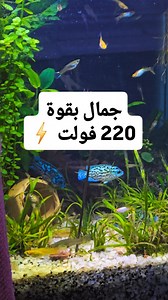 Electric Blue Jack Dempsey fish سمكة اليكتريك بلو جاك ديمسى جمال الفيروز | Shahen farm