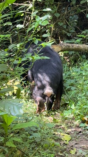 975 reactions · 11 comments | Tracking calls through the dense forest until we finally met our wild cousins  Chimpanzee trekking in Kibale National Park is pure magic. #KibaleNationalPark #ChimpanzeeTrekking #UgandaSafaris | Moses Kisembo | Facebook
