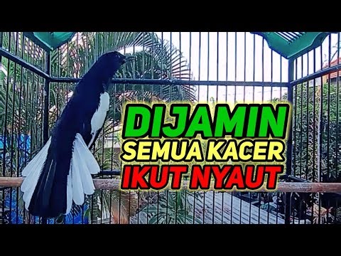 terapi pagi dijamin ampuh bikin kacer bahan cepat bunyi dan gacor bikin nyaut semua jenis kacer