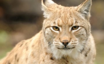 Play Animal Puzzle Wildlife & Logic | Free Online  Games. KidzSearch.com