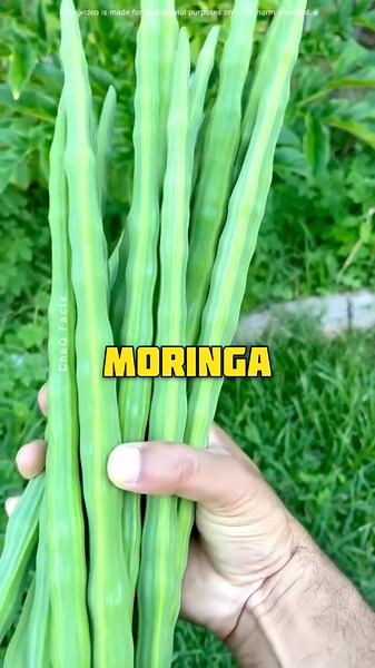 Sahjan (Moringa) ka Business kaise shuru karein? | Small Scale Startup#moringa #moringafarming