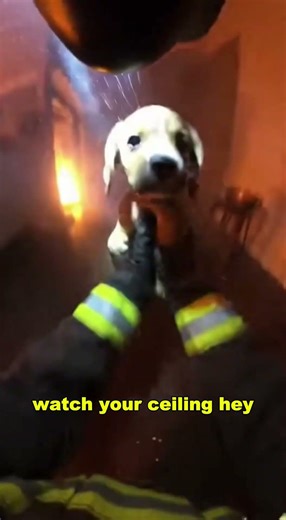 Brave man Saves a Dog from Fire ❤️🐶🔥#DogRescue#Heroman#AnimalRescue#Bravery