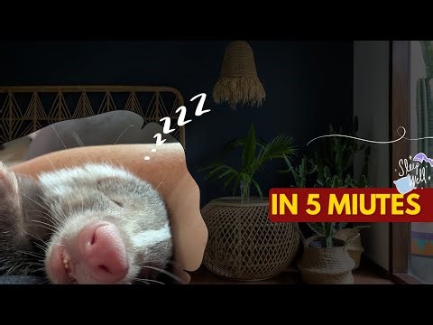 Skunk Sleep for Rain Sound (1 Hour) | Fall Asleep in 5 Minutes