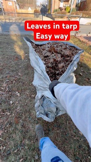 How to haul leaves using tarps
