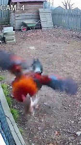 1.3M views · 4.9K reactions | “Rooster and Weasel Crazy Farm Comedy!”嶺• • • • • #rooster #chicken #chickens #roostersofinstagram #backyardchickens #chickensofinstagram #birds #gallosdecombate #aseel #gamefowl #gallo #hens #art #gallos #painting #keywest #sabonglife #farmlife #artgallery #cockfighting #fishing #artcollector #vacation #floridakeys #acrylic #fish #palmtrees #flamingo #diving #spearfishing | Caught On Camera | Facebook