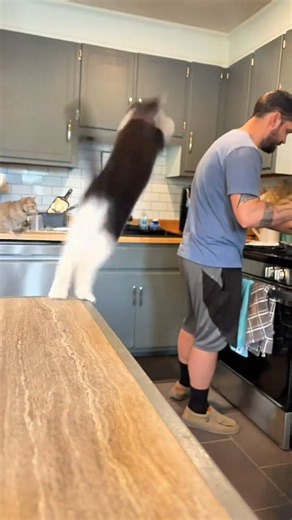 Trying to cook with a valcro kitty 🐈‍⬛️ viral hug 🫂 #viralhug #shorts #trending #viral #fyp #cat