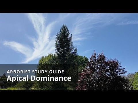Apical dominance | Tree Biology