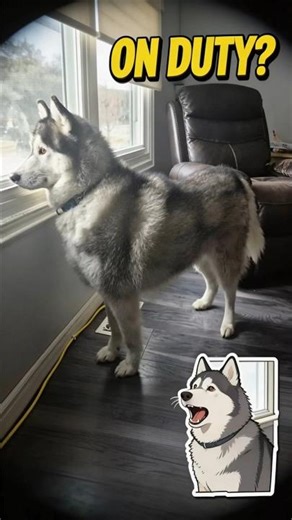Why Dogs Guard Windows (Most Owners Misunderstand This)