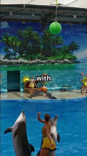 Welcome to Animal Atlas