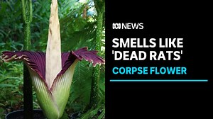 7.2K views · 183 reactions | Thousands have flocked to the Botanic Gardens in Adelaide to get a whiff of rotting flesh. A corpse flower has bloomed in the gardens with the pungent plant only at full-stench for a couple of days every ten years. | ABC News | Facebook