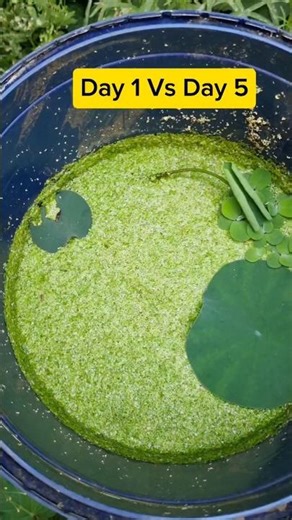 Duckweed Grows INSANELY Fast 😱🌱 #Shorts