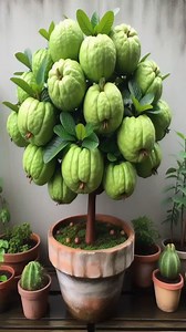 1.5M views · 7.6K reactions | Revolutionary Guava Planting Techniques for Bountiful Harvests #shorts #farming #guava #reelsvideo #fruitlover #Farming #gardening #shortsfeed #fruit #satisfying #tree #bhfyp #fruittree #fitness #viral #fruits | Tree Garden | Facebook